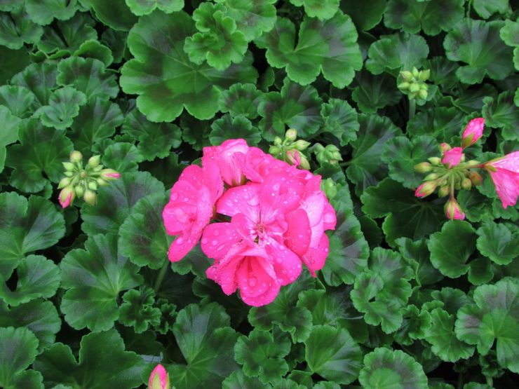 Geranium zonal