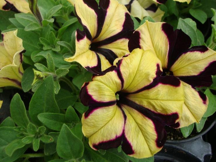 Petunia yang berlimpah (floribunda)