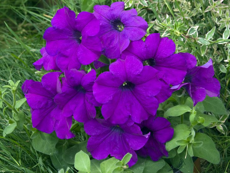 Petunia berbunga besar (grandiflora)