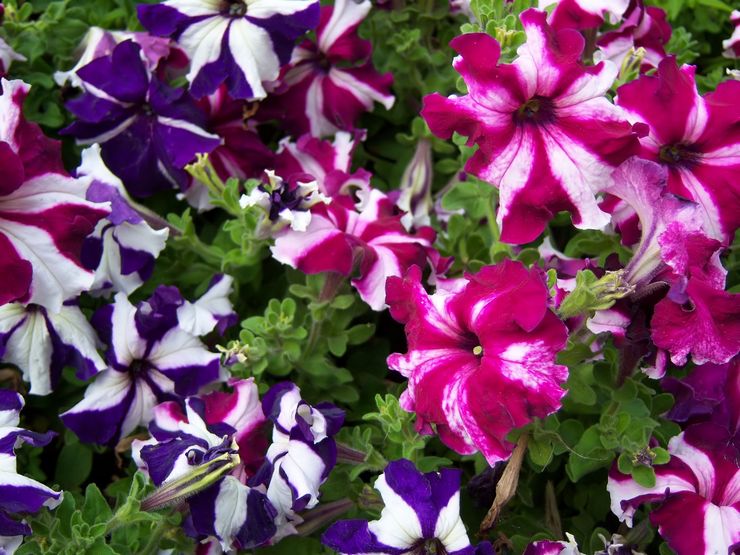 Petunia pelbagai warna (multiflora)