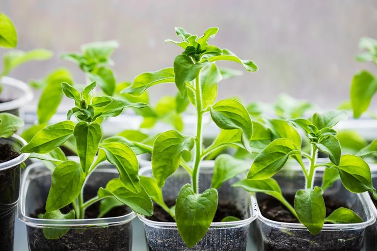 Menanam anak pokok petunias