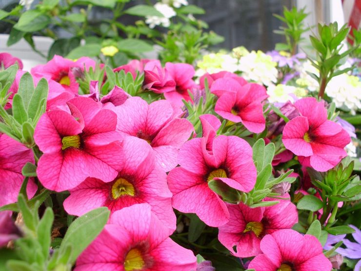 Merawat petunia di kebun