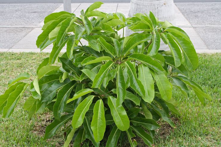 Schefflera strålande