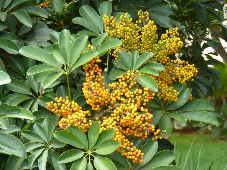 Pokok Schefflera, atau arboricola