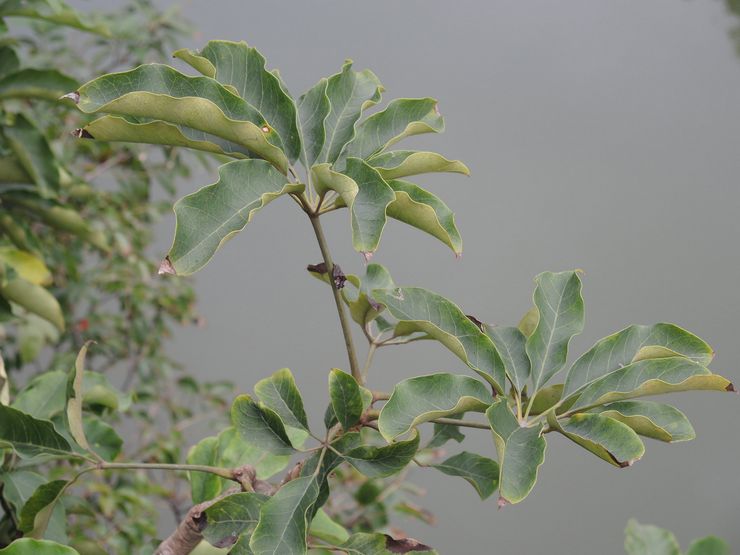 Schefflers åtta blad