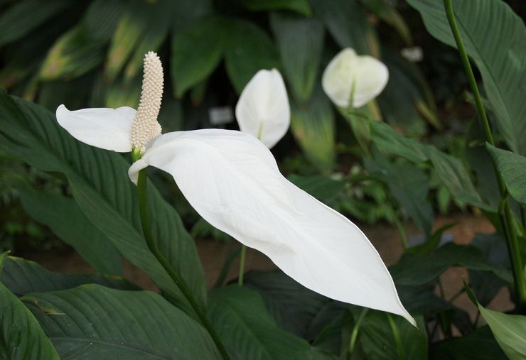 Spathiphyllum menggemaskan