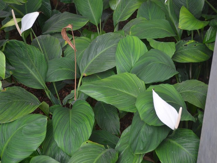 Spathiphyllum cannoli