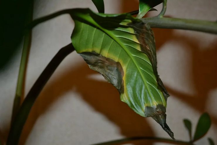 Daun bertukar menjadi hitam pada spathiphyllum