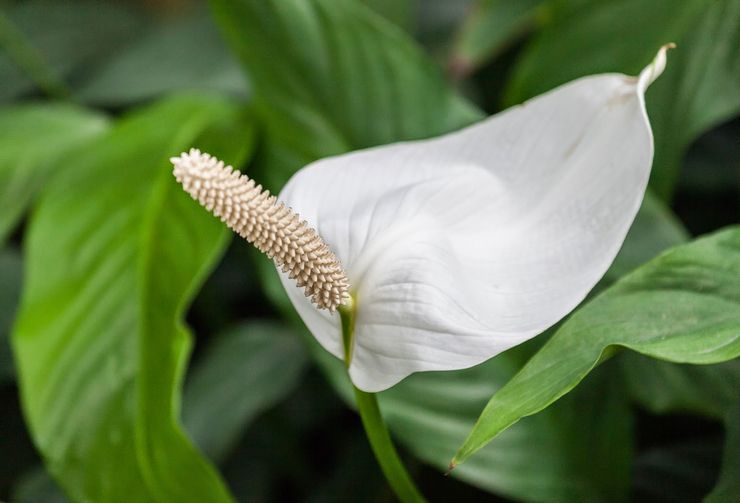 Spathiphyllum skedformad