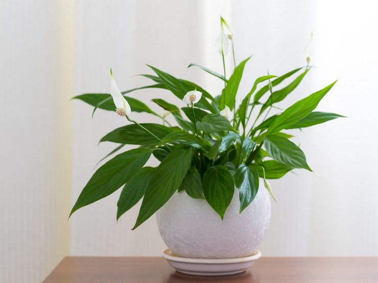 Spathiphyllum