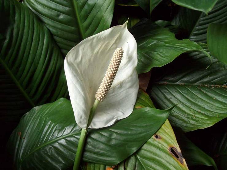 Spathiphyllum berbunga