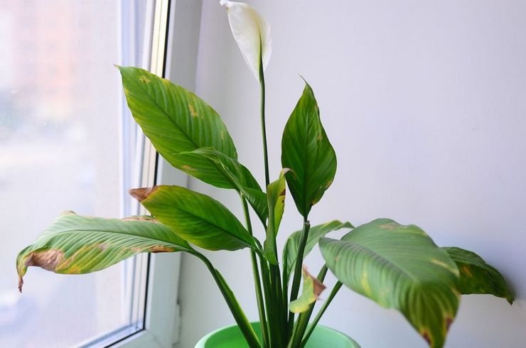 Bladen blir gula vid spathiphyllum