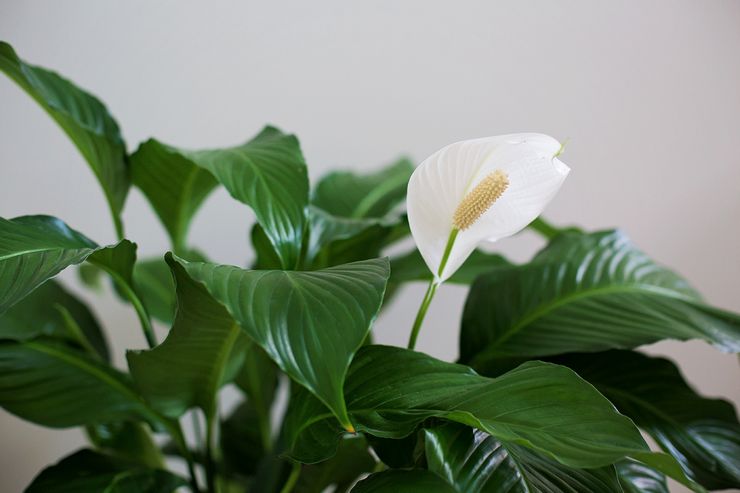 Beskrivning av spathiphyllum