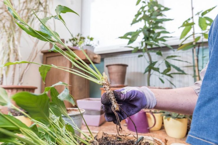 Reproduktionsmetoder för spathiphyllum