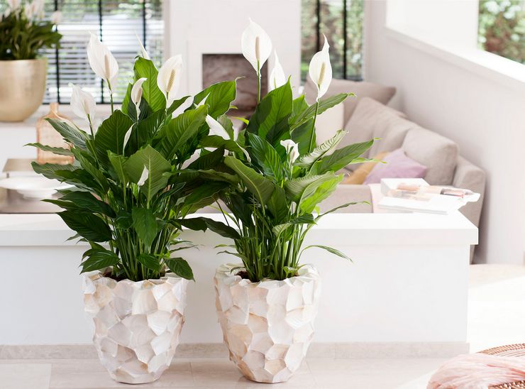 Spathiphyllum vård hemma