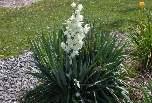 Yucca filamentös