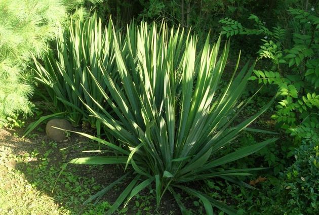 vattna den glödtrådiga yucca måste vara försiktig