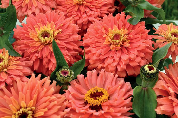 Khayalan Zinnia