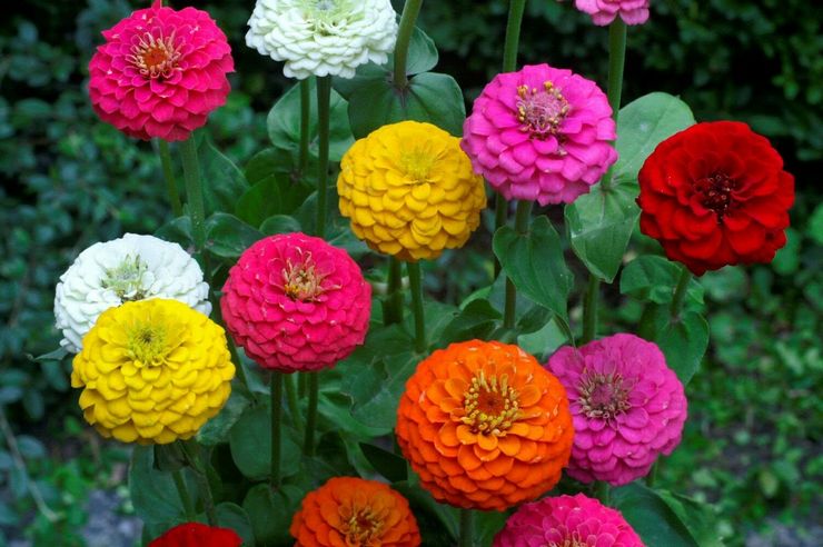 Zinnia midget atau pompom