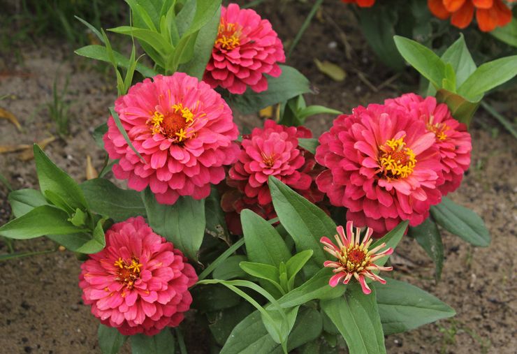 Plantera zinnia utomhus