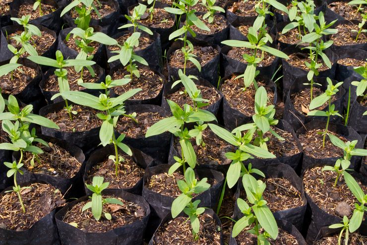 Tumbuh zinnia dari biji