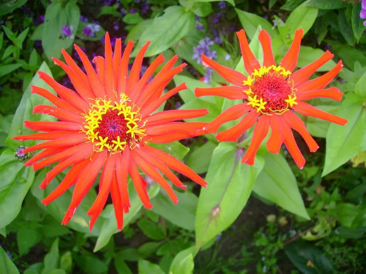 Zinnia berbunga halus