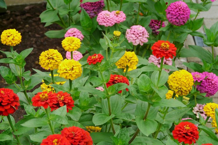 Zinnia vård i trädgården