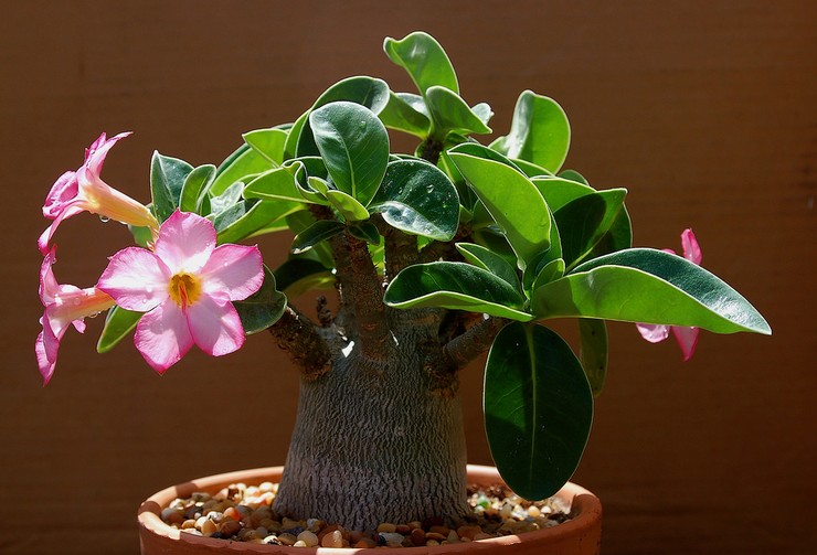 Adenium - hemvård. Odling av adenium, transplantation och reproduktion. Beskrivning, typer. Ett foto