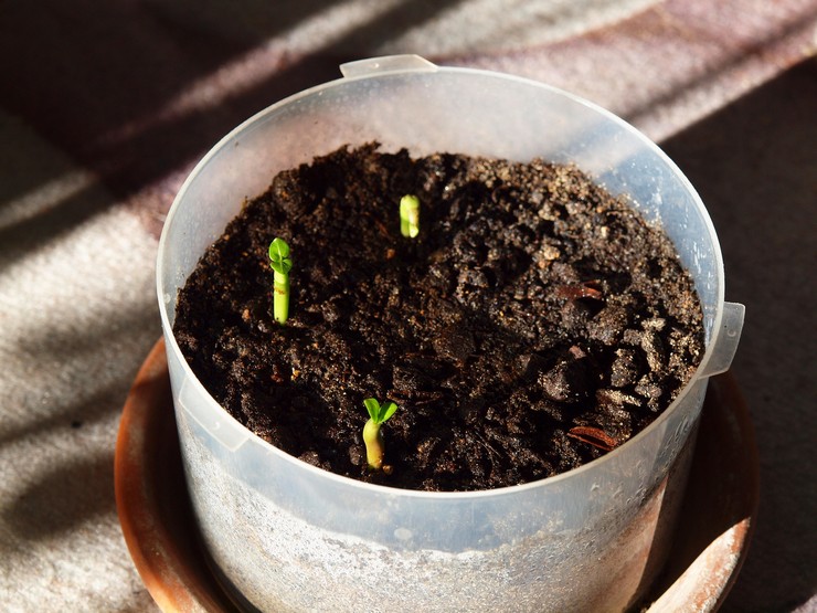 Reproduktion av adenium