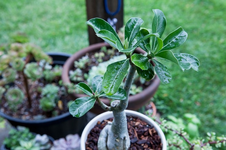 Air adenium secara berkala dengan air yang diselesaikan, suhu tidak terlalu rendah