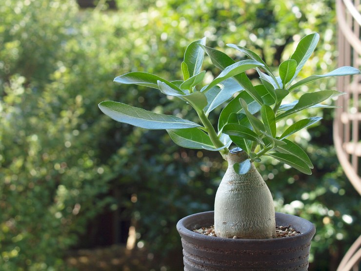 Penjagaan rumah untuk adenium