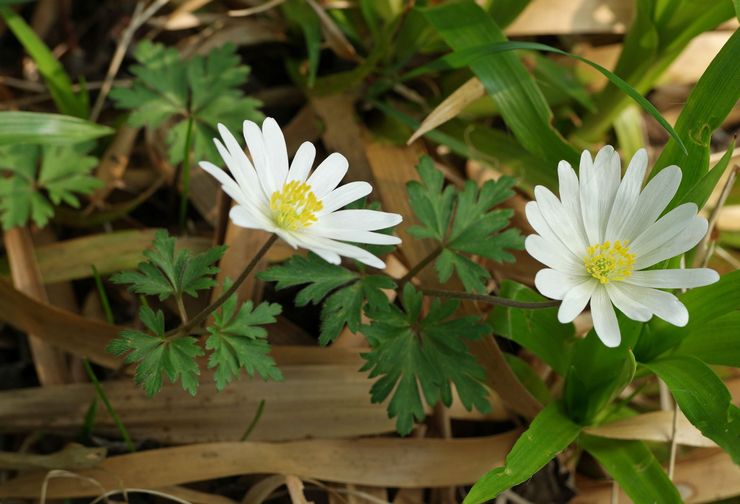 Anemone anbud