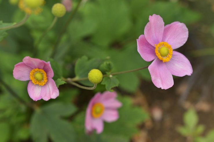 Japansk anemone