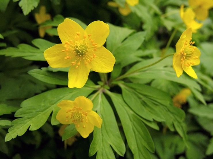 Buttercup anemone