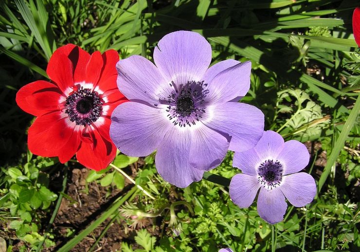 Sköter om anemone i trädgården