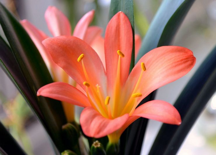 Blommande clivia