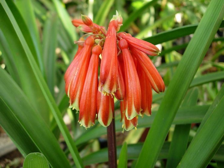 Clivia den underbara