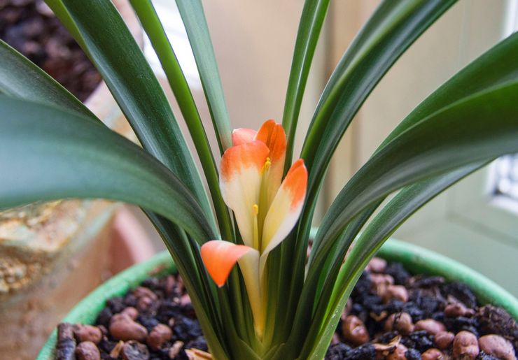 Clivia