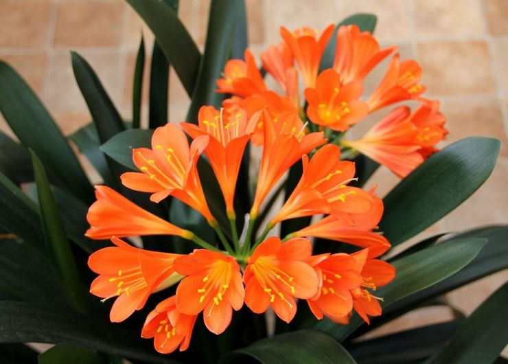 Clivia