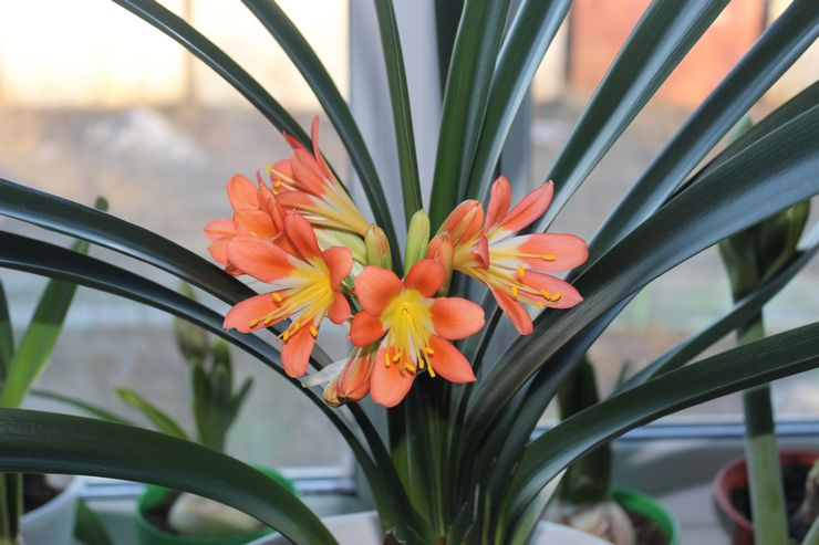 Clivia buatan sendiri