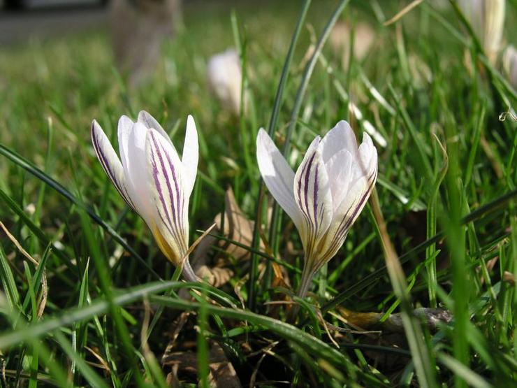 Crocus berbunga dua