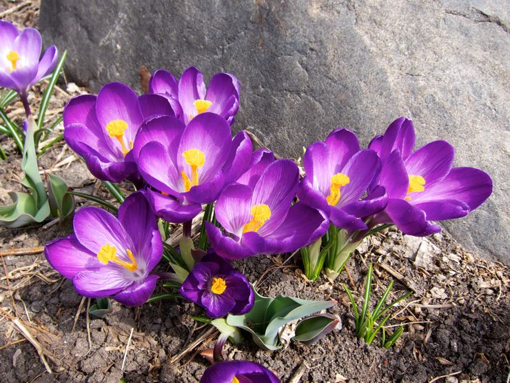 Crocus skadedjur och sjukdomar