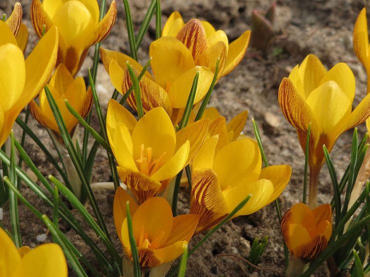 Crocus gyllene