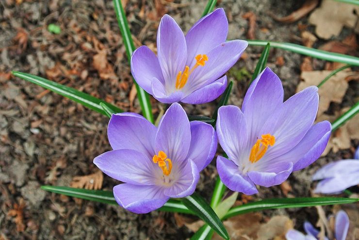 Crocus beskrivning