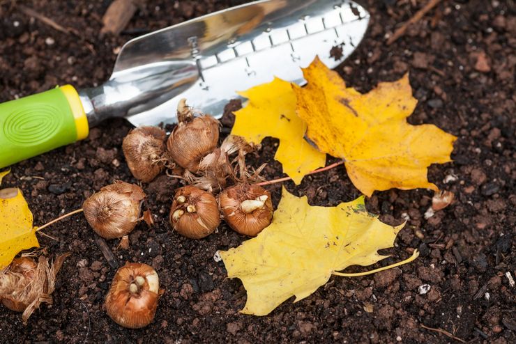 Plantera krokusar i öppen mark