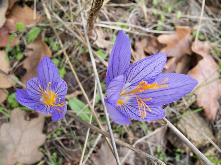 Crocus comel