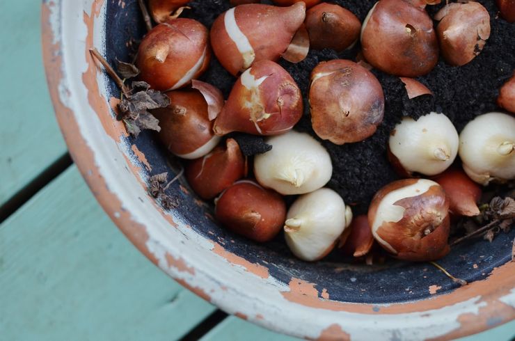 Metoder för avel för krokus