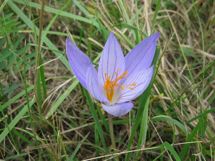 Crocus cantik