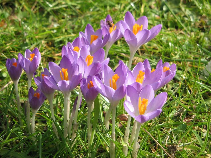 Crocus Tomasini