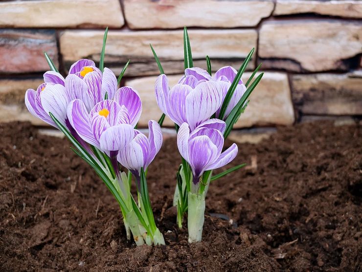 Penjagaan Crocus di kebun